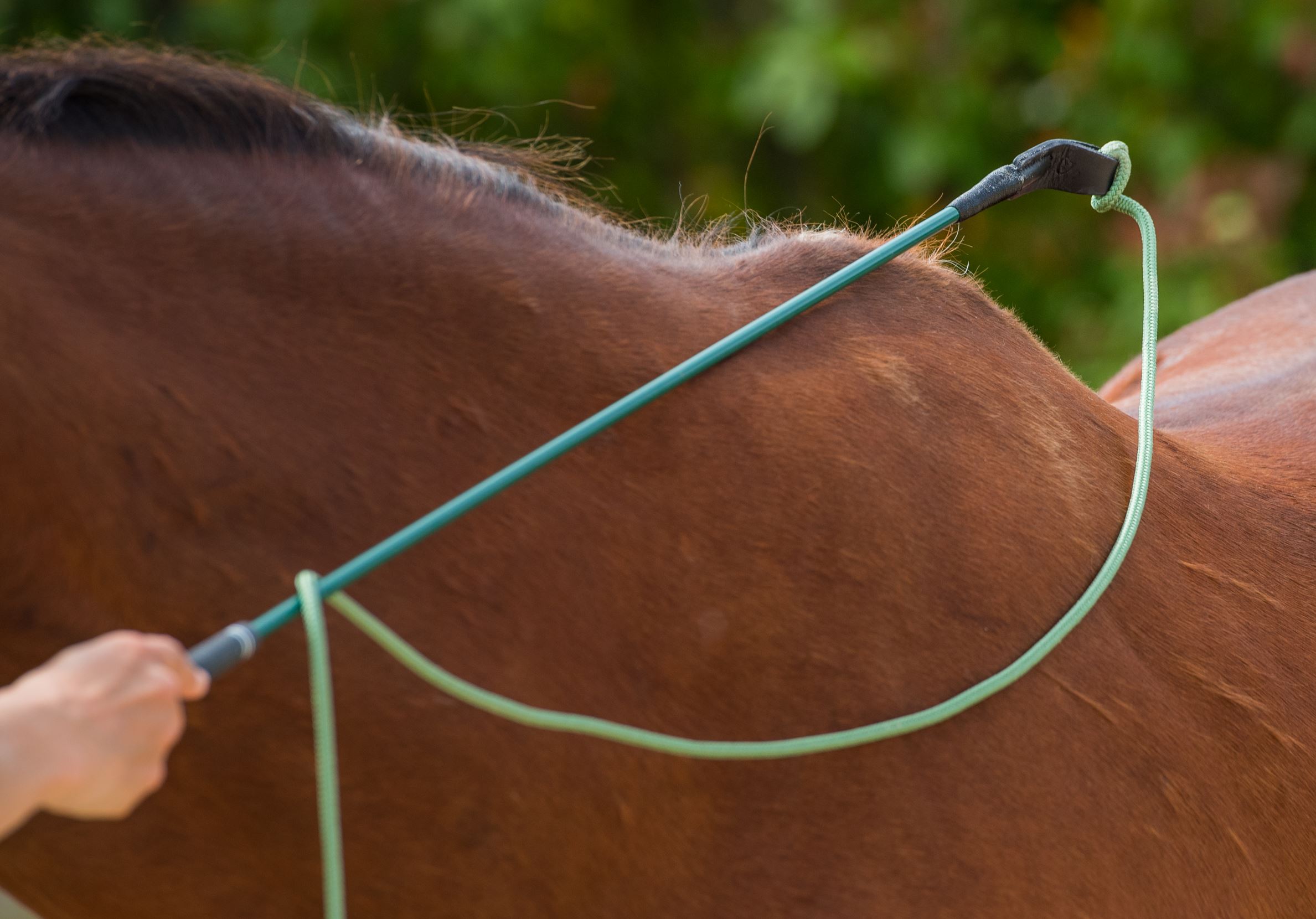 Bâton De Contact Carrot Stick F.R.A. 90-120 Cm Pour Chevaux - Travail à Pied, Dressage