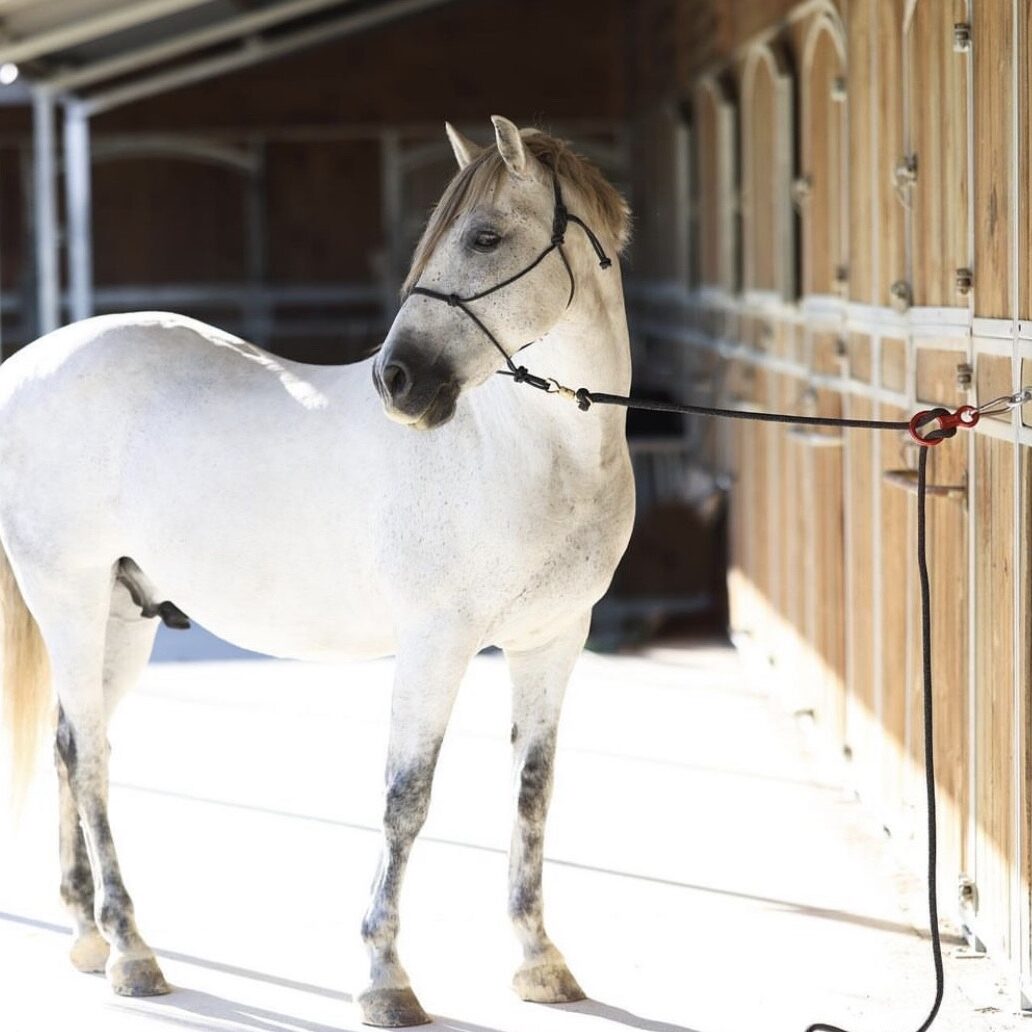 IMG_7455 Mousqueton d'attache Atamē - sécurité à l'attache 7