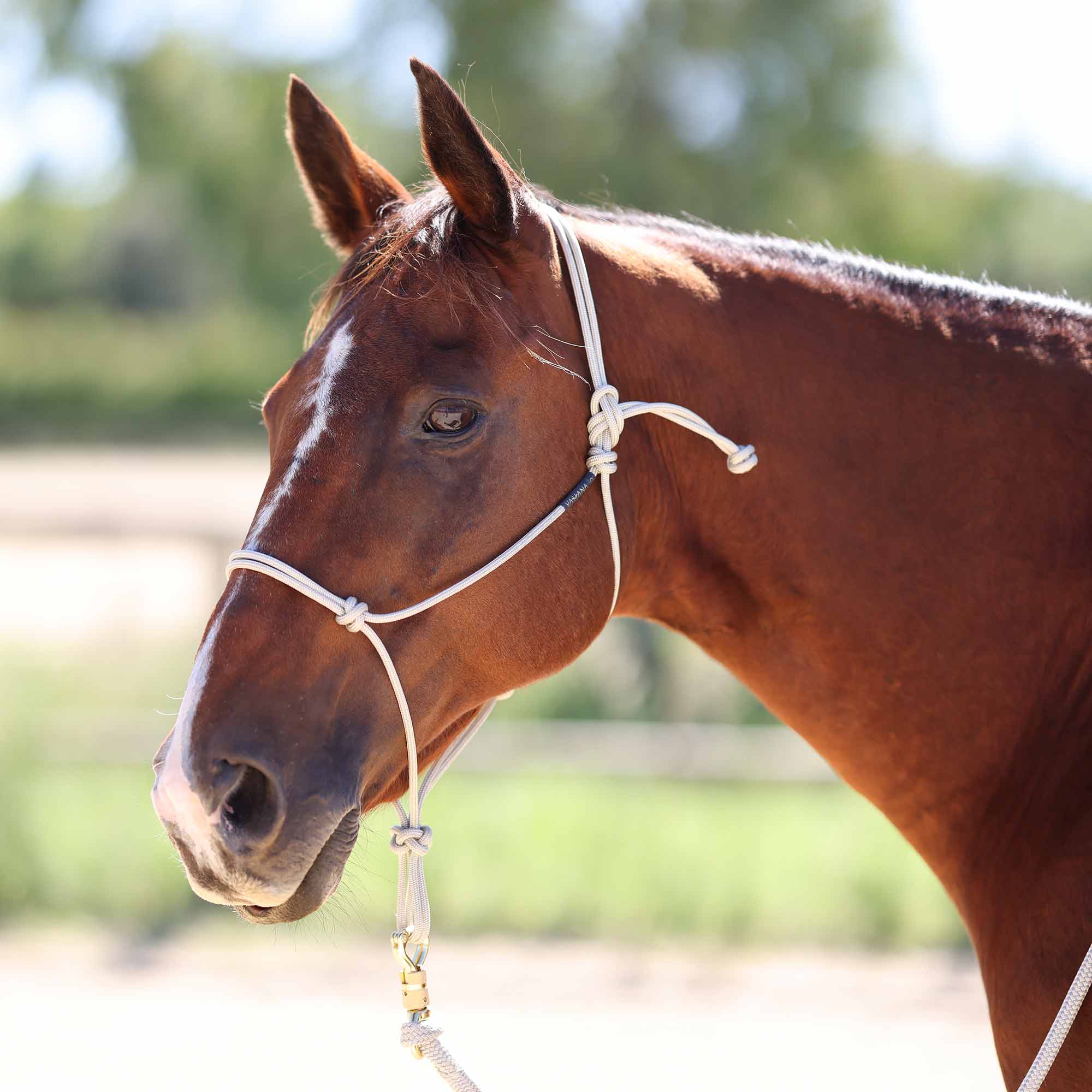 Licol Vahana Pro – semi-rigide pour la précision 2