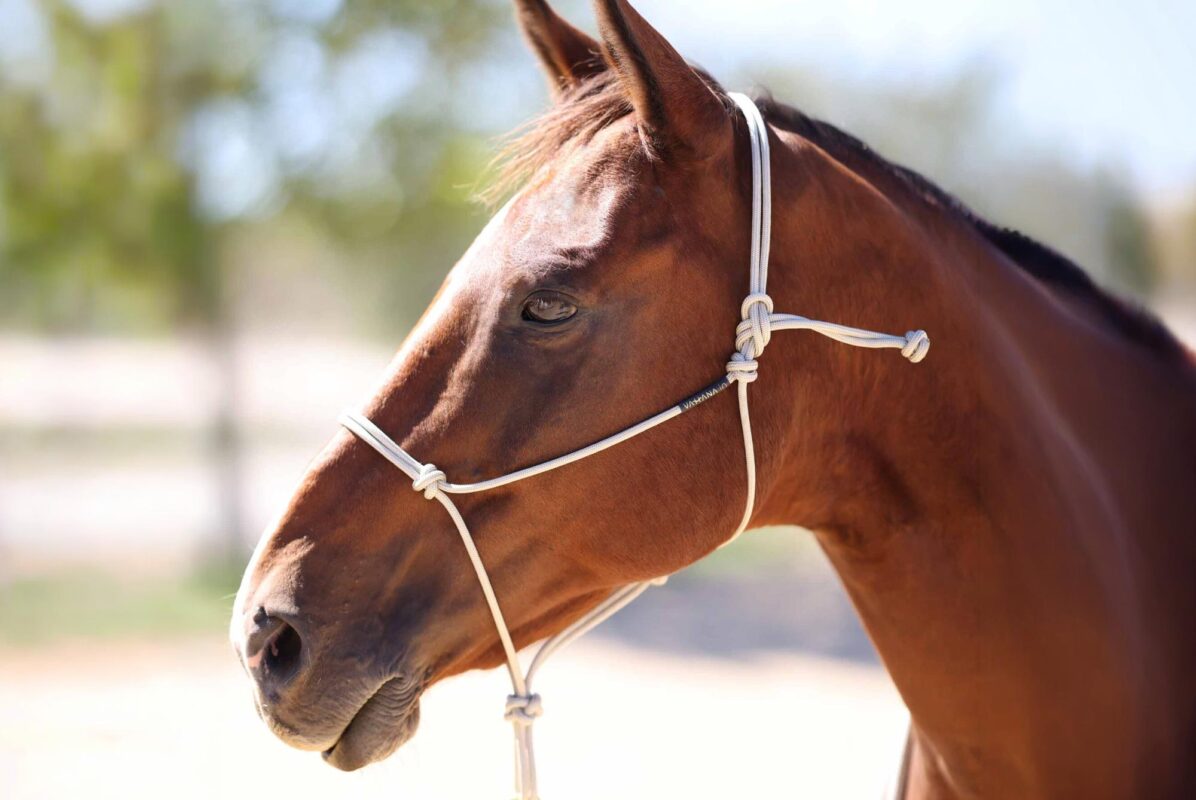 Licol Vahana Pro - semi-rigide 2